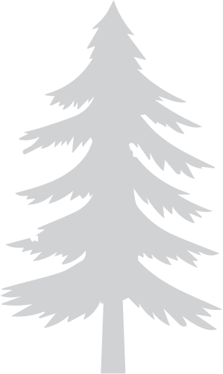 light gray pine tree